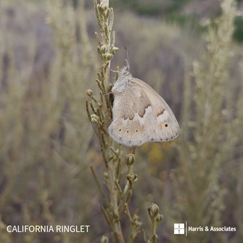California Ringlet Butterfly