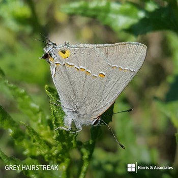 Grey Hairstreak Butterfly