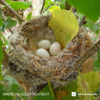 American Goldfinch Nest