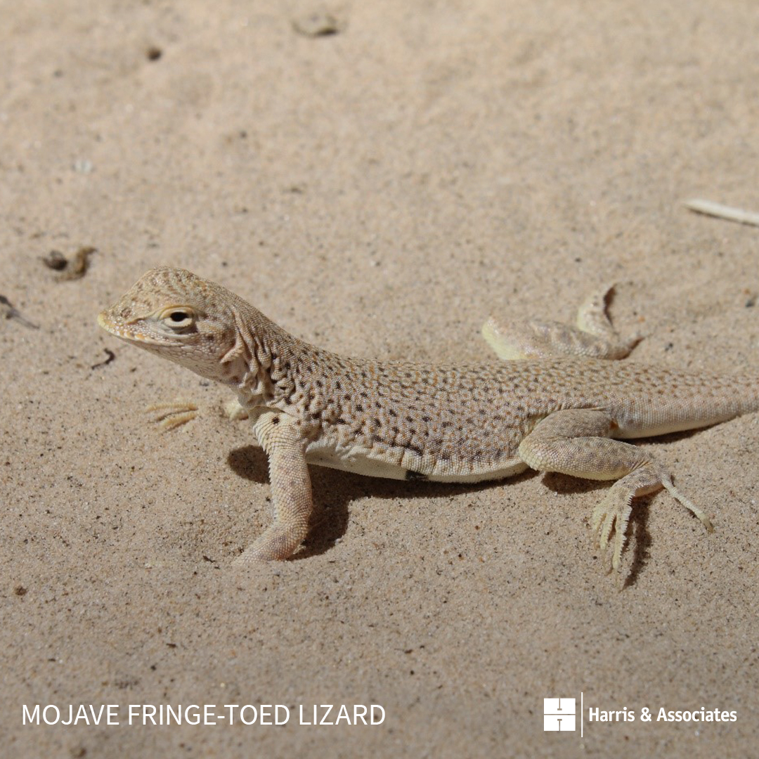 Mojave Fringe-Toed Lizard