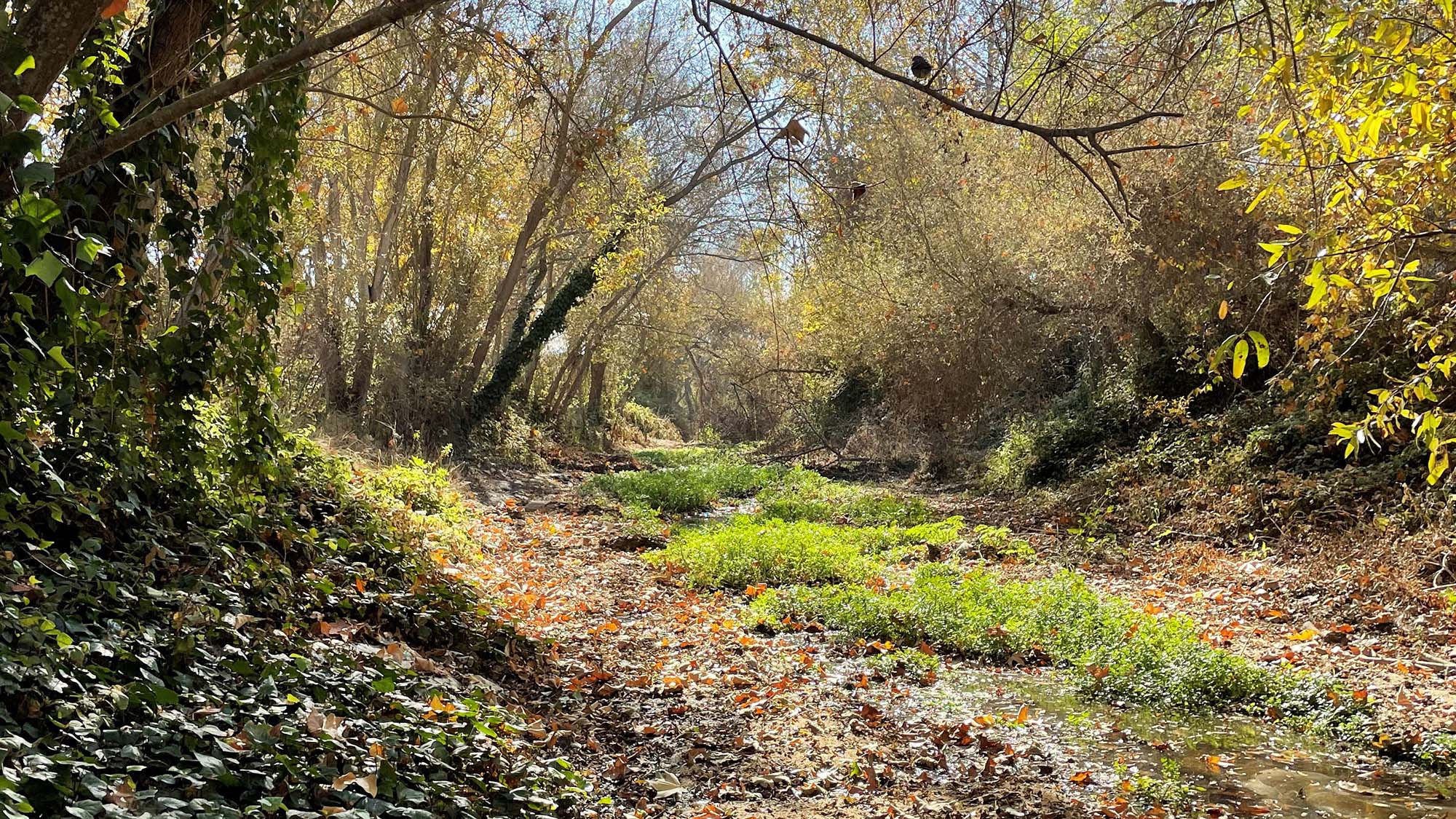 City of Salinas Salinas Creeks Management Plan and Permitting Phases 1-3