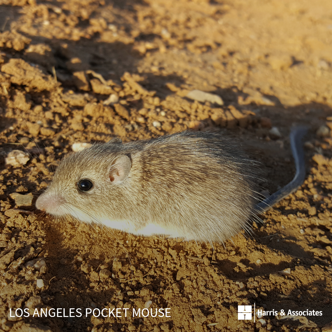 Los Angeles Pocket Mouse