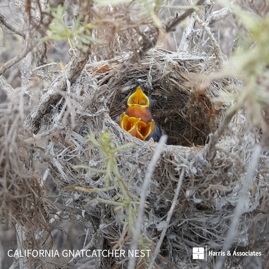 California Gnatcatcher Nest
