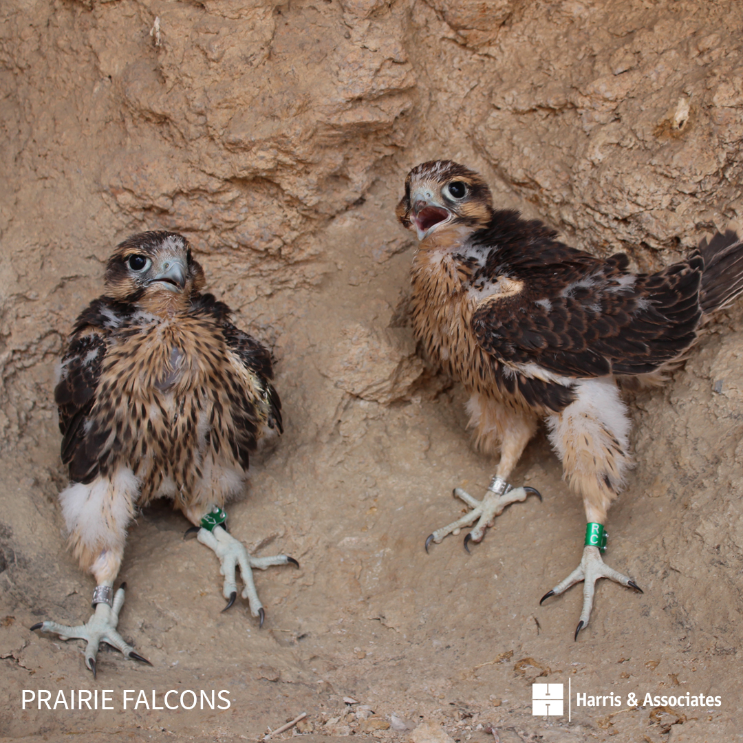 Prairie Falcons