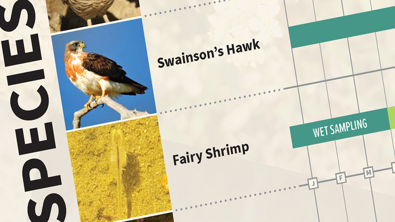 Sensitive Species Survey Timelines for Northern California