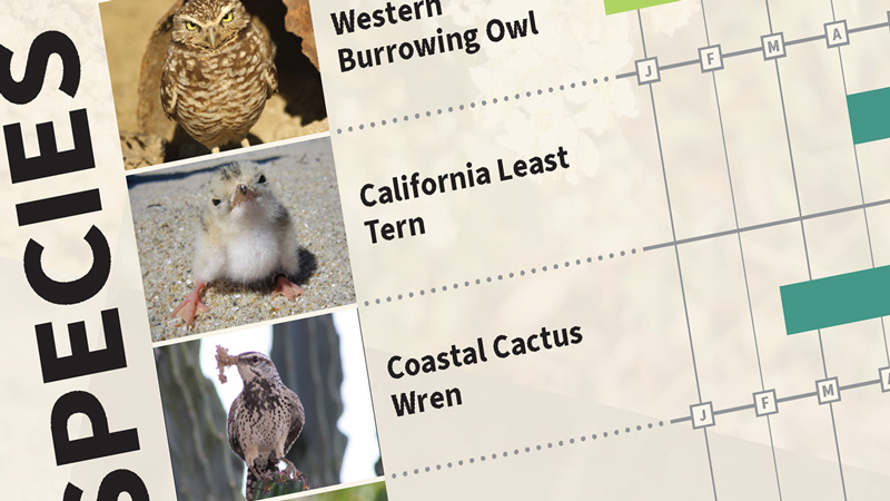 Sensitive Species Survey Timelines for Southern California